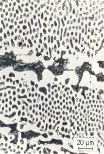 Bild 3: Ledeburitstruktur, schwarze Flächen: Zementit, weiße Flächen: Ferrit, Schwarze Flecken in der Mitte: Grafit, 500:1 